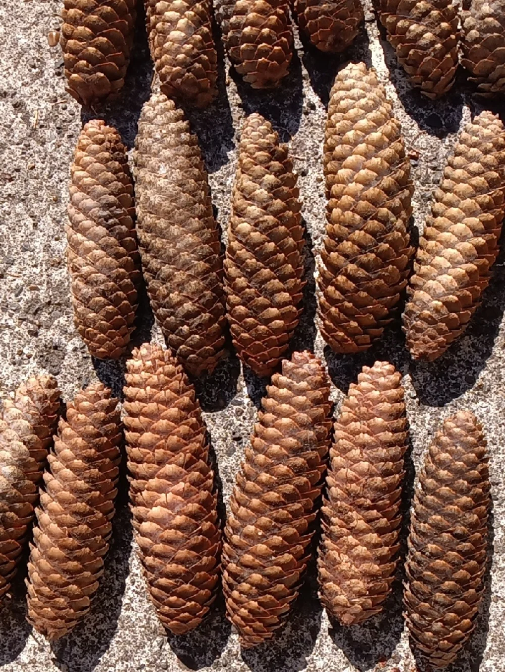 Pinecones for Crafting & Home Decor - 30 Count